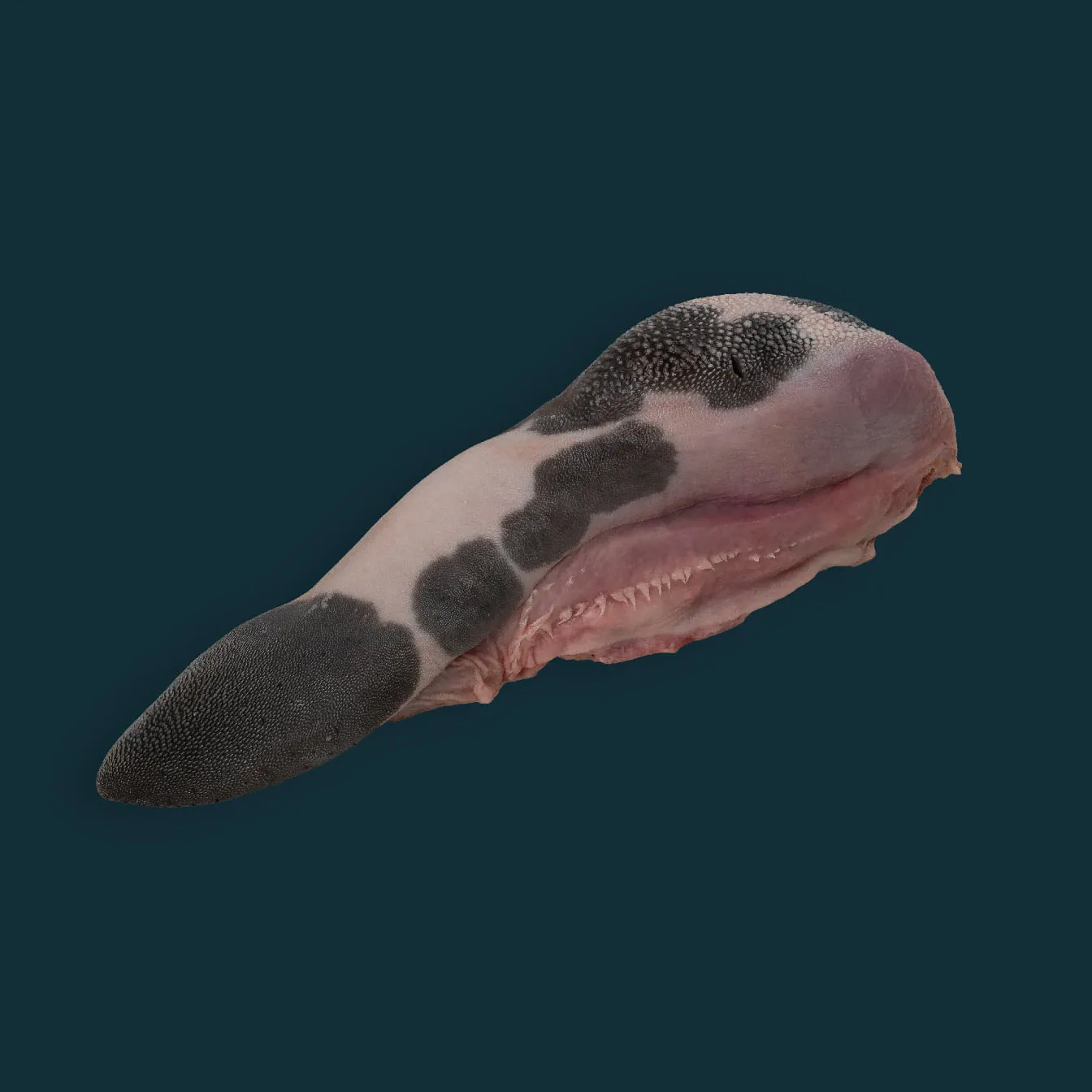 Beef Tongue ( lengua )