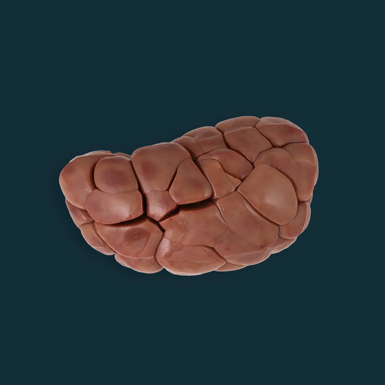 Beef Kidney