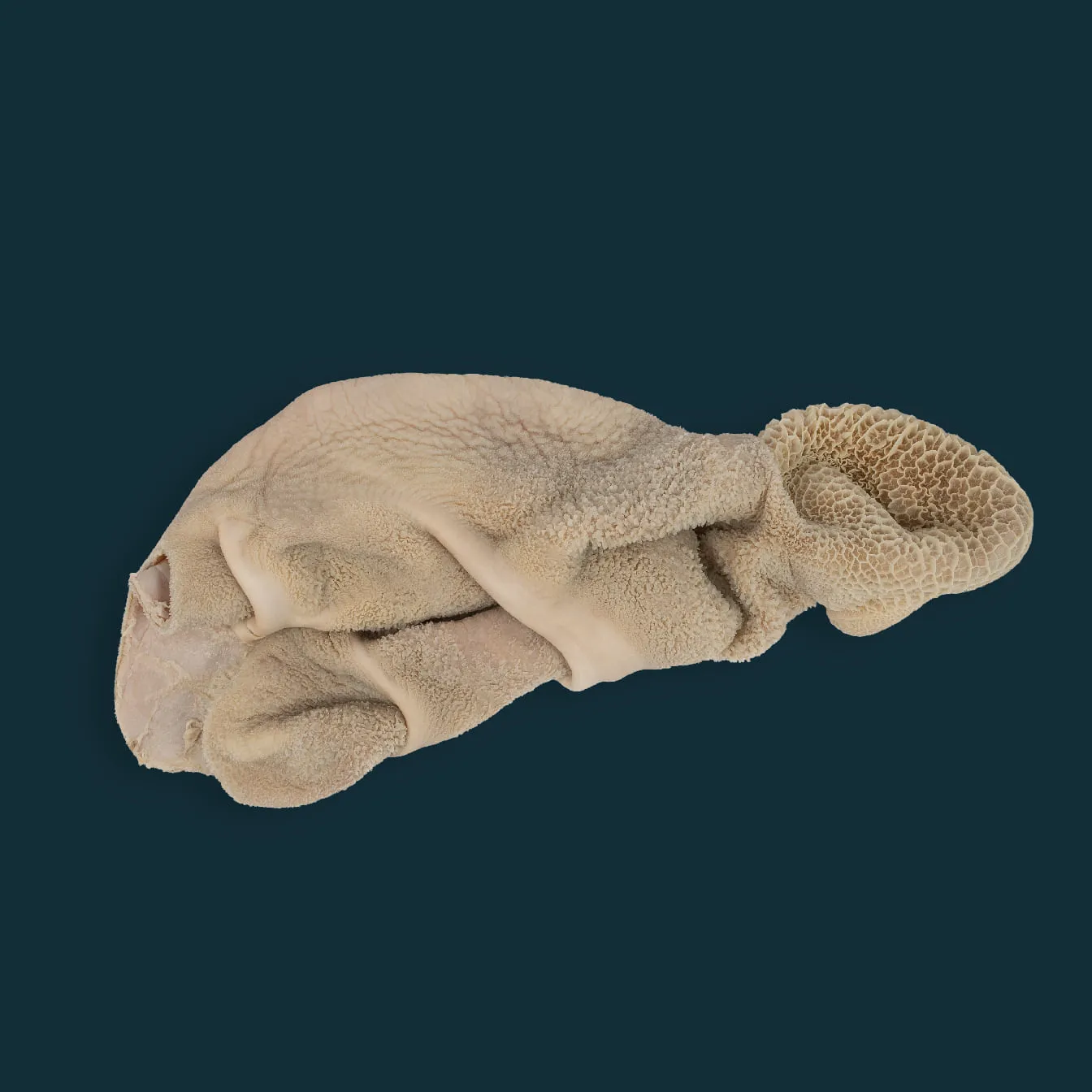 Beef Semicooked tripe with honeycomb